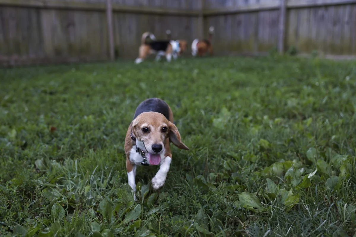 Dog Nearly Dies From Eating a Common Plant, Owner Wants Warning Labels